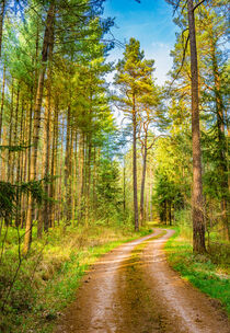 Path in forest with green pine trees and sunny blue sky von Alex Winter