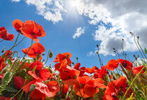 Red poppy meadow field with sunbeams on blue cloudy sky background by Alex Winter
