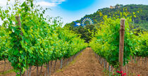 Mediterranean winery landscape with lush leaves on vines by Alex Winter