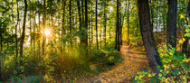 Forest trees panorama with sun rays and fall leaves on path by Alex Winter