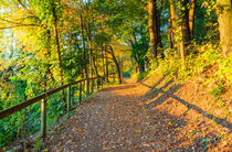 Idyllic forest trail with deciduous trees at autum season by Alex Winter
