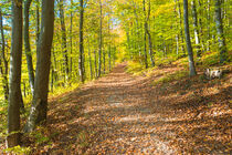 Path with autumn leaves along forest trees von Alex Winter