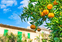 Orange fruits hanging on tree with green leaves by Alex Winter
