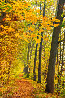 Pathway along trees alley with golden colored autum leaves by Alex Winter