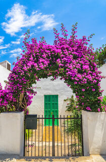 Pink flowering bougainvillea plant arch at entrance of mediterranean house by Alex Winter