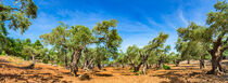 Panorama of many olive trees with blue sunny sky  von Alex Winter