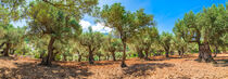 Panorama of field with many mediterranean olive trees by Alex Winter