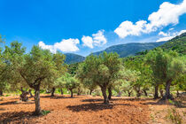 Olive trees field, beautiful scenic mediterranean landscape background von Alex Winter