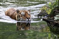 Tiger im Wasser by carlekolumna