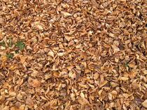Mit Lindenblättern bedeckter Erdboden im späten Herbst von Heike Rau