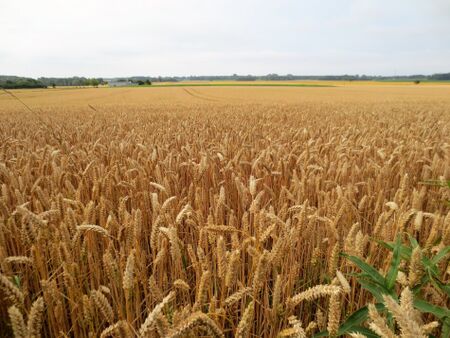 Corn-field-1