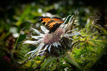 Ein Schmetterling auf der Silberdistel by Claudia Evans