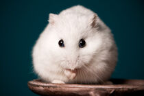 White Hamster von Peter Sesler