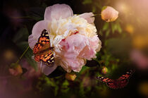 Peony flower and butterfly von larisa-koshkina
