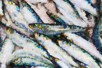 Frische Fische Hering Sardinen. Gemalt. by havelmomente