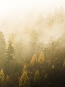 Golden Mist by Nina Niebuhr