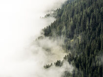 The Sea of Fog von Nina Niebuhr