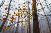 Herbstlaub in lichten Wald. Blick nach oben. Gemalt. by havelmomente