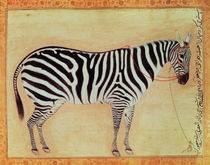 Zebra by Mansur