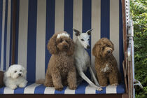 Vier Hunde im Strandkorb von Heidi Bollich