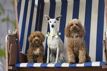 Drei Hunde Damen im Strandkorb von Heidi Bollich