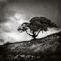 Lonesome Tree by Kostas Pavlis