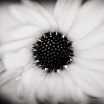 Flower close up in monochrome.