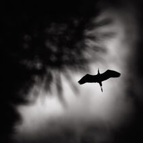 The Flight of the Heron. by Kostas Pavlis