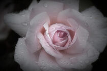 Silk Rose by CHRISTINE LAKE