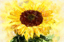 Aquarell einer Sonnenblume. Gemalt. Aquarellmalerei. von havelmomente