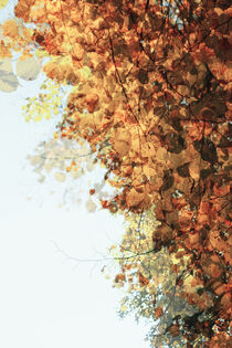 Golden foliage by Andrei Grigorev