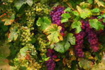 Gemalte Weintrauben am Rebstock. Blaune Weintrauben und weiße. by havelmomente