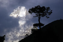 Ama Dablam mit einer Himalaya Kiefer  by Gerhard Albicker