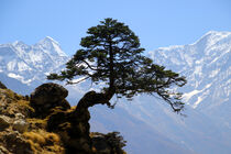 Himalaya Kiefer  by Gerhard Albicker