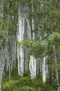 Aspen Forest by George Robinson