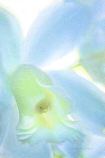 Cattleya Orchid by George Robinson