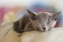 Schlafendes graues Kätzchen by Heidi Bollich