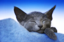 Schlafendes Kätzchen by Heidi Bollich