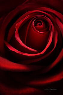 Red Rose von George Robinson