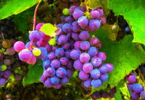 Blaue Weintrauben am Rebstock. Gemalt. Weinberg. von havelmomente