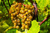 Weintrauben am Webstock im Weinberg. Gemalt. von havelmomente