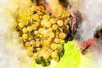 Aquarell. Gelbe Weintrauben am Webstock. Weinberg. Gemalt. von havelmomente