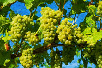 Gelbe Weintrauben im Weinberg vor blauem Himmel. Gemalt. by havelmomente