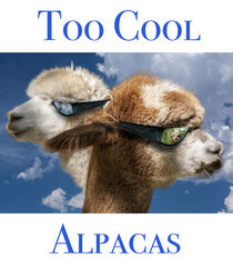 Too Cool alpacas von George Robinson
