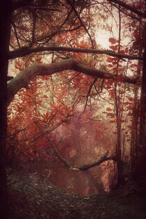 'Autumn Dawn' by CHRISTINE LAKE