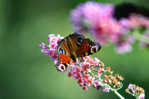 Schmetterling auf Blüte by jumeswelt