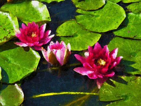 Water-lily-2700005-1920