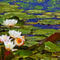 Water-lily-6403860-1921