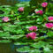 Water-lily-6403860-1922