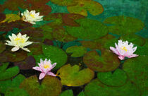 Seerosen im Teich. Gemalt. Weiße und rosa Blüten. von havelmomente